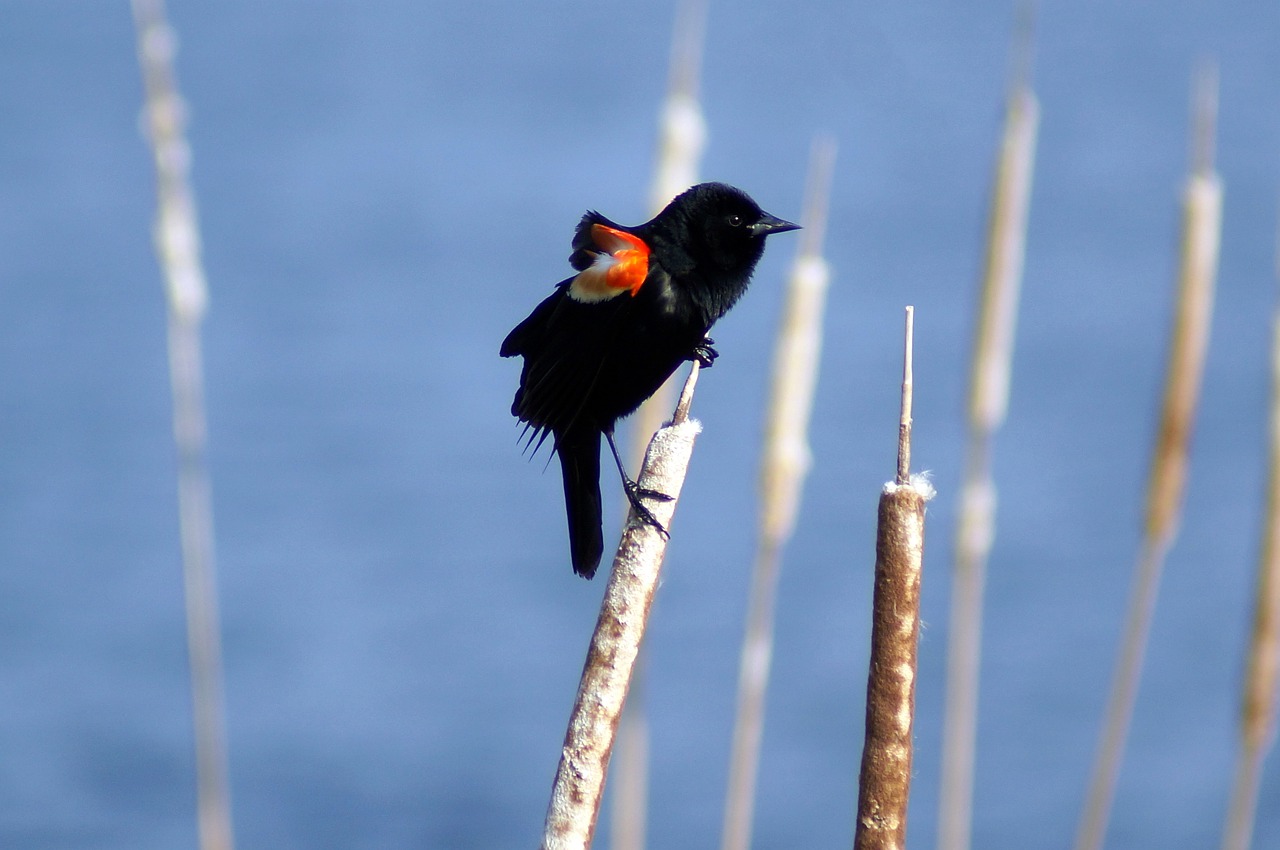 redwing, blackbird, cattails